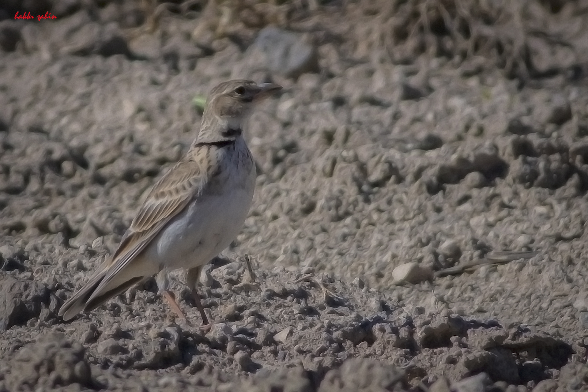 Bimaculated Lark